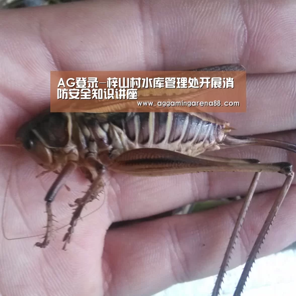 AG亚洲